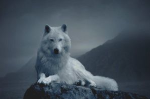 Гордый одинокий волк