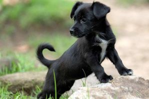 Черный щенок дворняги