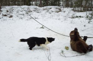 Карельская медвежья собака и русско европейская лайка