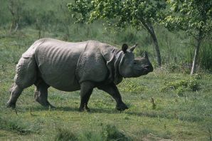 Вьетнамский яванский носорог