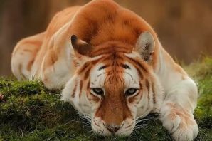 Тигр золотого окраса
