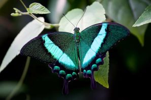 Породы тропических бабочек