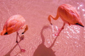 Розовый окрас фламинго