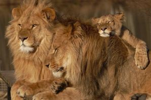 Львы семья