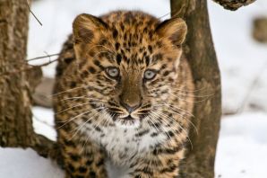 Уссурийский леопард
