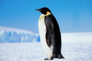Рыжий пингвин
