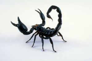 Клешни скорпиона