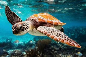Самые красивые морские черепахи