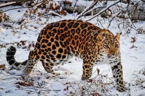 Дальневосточный приамурский леопард