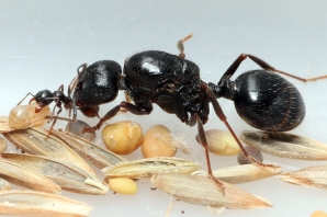 Флоридский муравей жнец