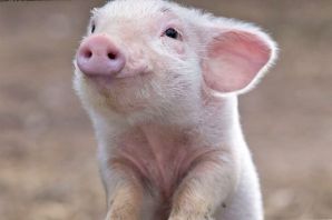 Радостная свинья