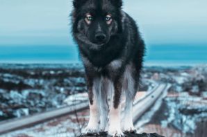 Черный волк щенок