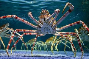 Японский глубоководный краб паук