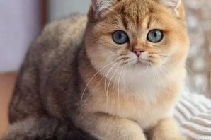 Золотистый шотландский котенок шиншилла