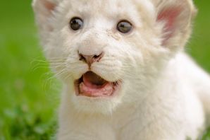 Маленький белый львенок