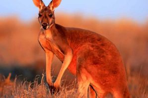 Рыжий кенгуру австралии