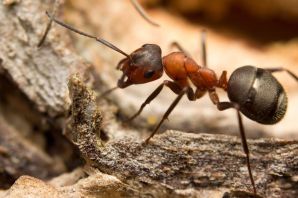 Лесной муравей крепыш