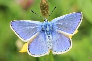 Голубянка мелеагр бабочка