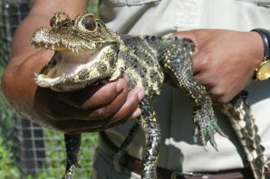 Тупорылый карликовый крокодил