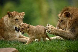 Лев львица и львенок семья