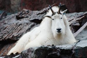 Сибирский снежный козел