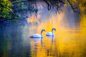 Осеннее озеро с лебедями