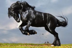 Черная вороная лошадь