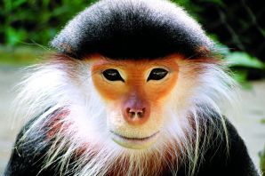 Самые красивые породы обезьян