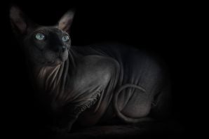 Донской сфинкс черный котенок
