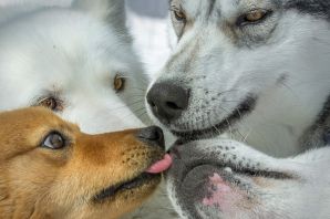 Волк и собака вместе