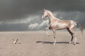 Изабелловая арабская лошадь
