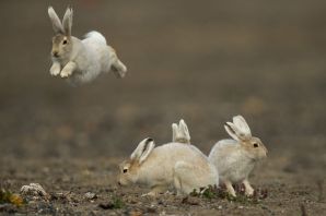 Заяц беляк с зайчатами