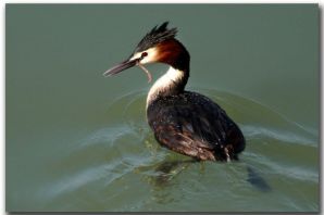 Черные водоплавающие птицы в ленинградской области