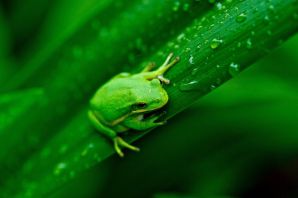 Лягушка зеленого цвета