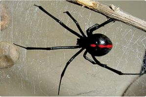 Черная вдова паук самка