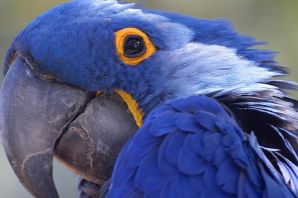 Синий амазон попугай