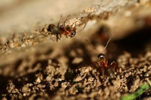 Комнатные муравьи