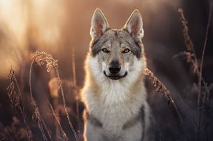 Чеховская волчья собака