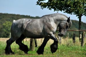 Бельгийская ломовая порода лошадей