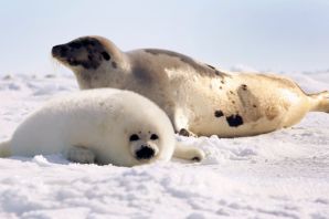 Гренландский тюлень самка