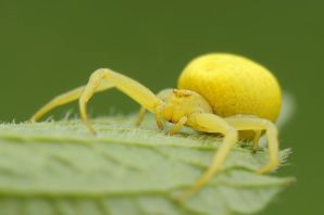 Желтый цветочный паук бокоход