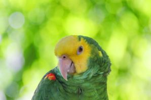 Желтоголовый амазон попугай
