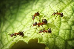 Садовые муравьи