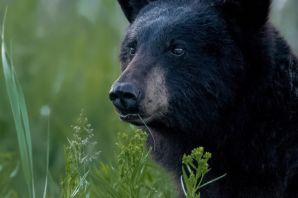 Черный медведь порода