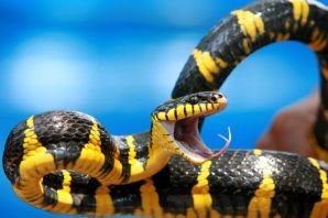 Австралийская мангровая змея