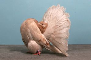 Странные породы голубей