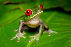 Красноглазая жаба