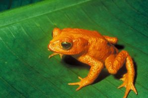 Оранжевая жаба вымерший вид