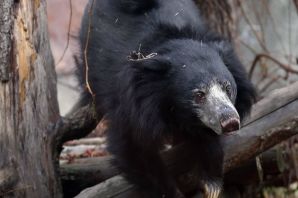 Очковый медведь в московском зоопарке