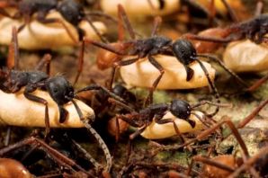 Дикие муравьи